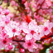 haisury_01