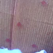 monis_25