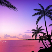 Palm_Bitch