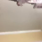 iam_jelly_dabrandxxx