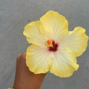 Nylaa
