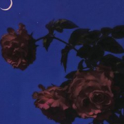 Babyrose666