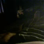 slapginy