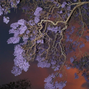 SAKURA2882
