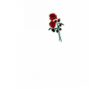 FlordeLotuxxx