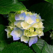 BelleB444