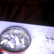 shariass