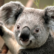 huilepoussy