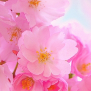Darling_Anjali