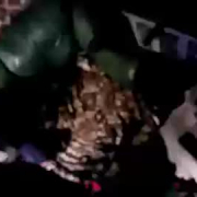 growfoshow
