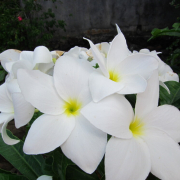 RelievedPapillon